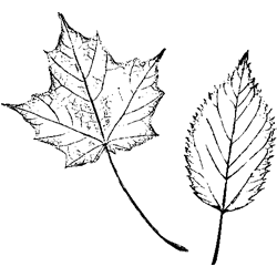 Symbol 117