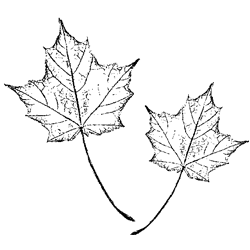 Symbol 127
